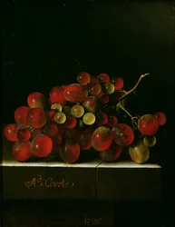 Grapes, 1705 (olje på papir på panel)